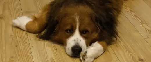 RudiPuschelWuschel Home MakerWorld