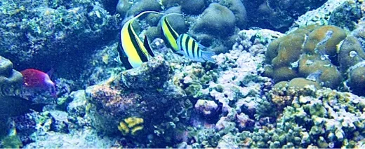 marjo Home MakerWorld