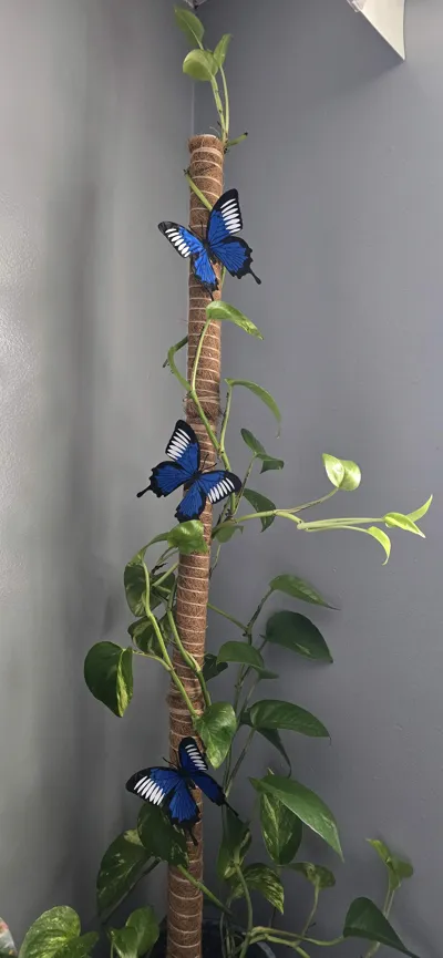 https://makerworld.bblmw.com/makerworld/comment/20260209/1605323513/95b1cdebc40de46a.jpg