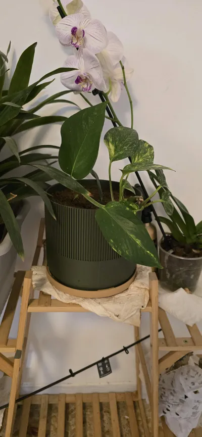 https://makerworld.bblmw.com/makerworld/comment/20260213/2110965040/cf4c7e0f506b58a3.jpg