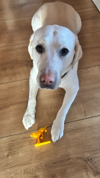 Labrador on Stairs - Dynamic - Free 3D Print Model - MakerWorld