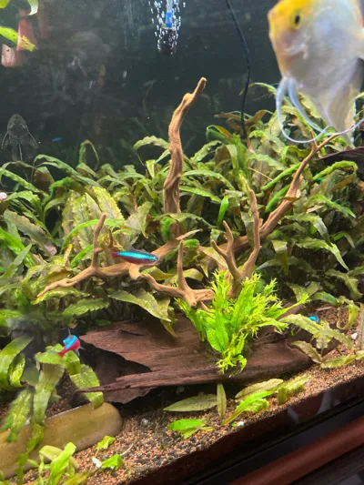 https://makerworld.bblmw.com/makerworld/comment/20260303/703037193/7442d891e6e2c942.jpg