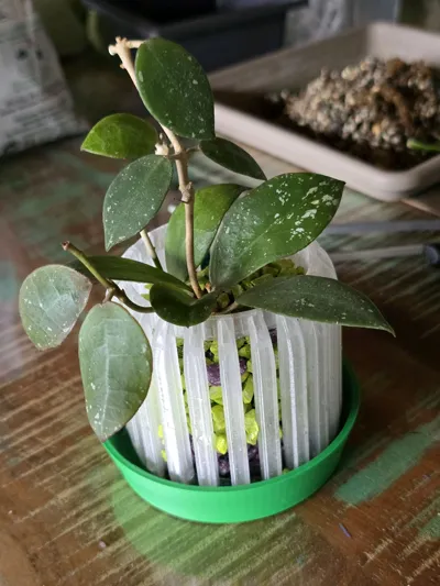 https://makerworld.bblmw.com/makerworld/comment/20260317/2412157856/ccc01457fcb1a843.jpg