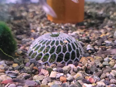 https://makerworld.bblmw.com/makerworld/comment/20260324/3015183205/b84cf7362a93032d.jpg
