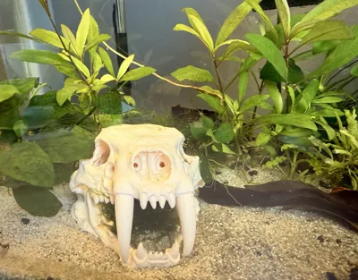 https://makerworld.bblmw.com/makerworld/comment/20260324/991979359/61853bbfb8323a9d.jpeg