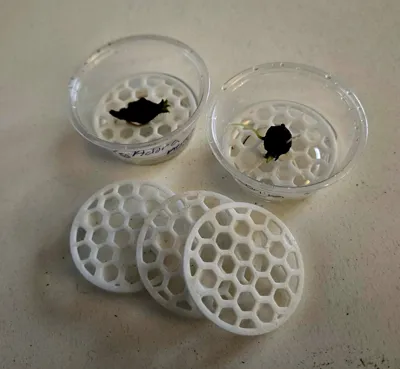 Corm Riser Alocasia Corm Riser - Free 3D Print Model - MakerWorld