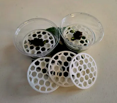 Corm Riser Alocasia Corm Riser - Free 3D Print Model - MakerWorld