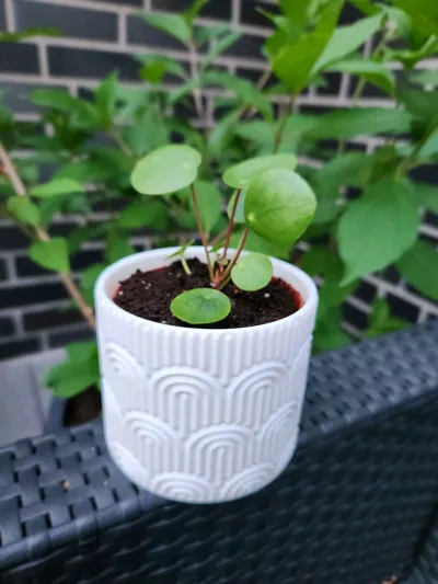 https://makerworld.bblmw.com/makerworld/model/1068431/1216654/ratings/2e249f80-3fe8-11f0-9e58-65b92cd6c7b0.jpg