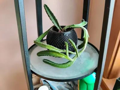 https://makerworld.bblmw.com/makerworld/model/1070011/1059722/ratings/8d2f6660-35d7-11f0-95d6-a7859be11af5.jpg