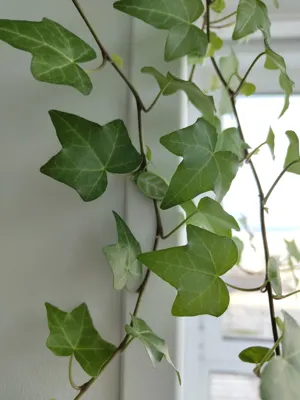 https://makerworld.bblmw.com/makerworld/model/1085885/1739722/ratings/ca548fc0-d2ad-11f0-a126-e935271ef991.jpg