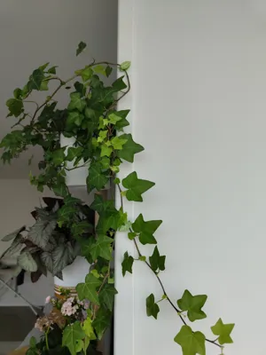 https://makerworld.bblmw.com/makerworld/model/1085885/1739722/ratings/ca5504f0-d2ad-11f0-a126-e935271ef991.jpg