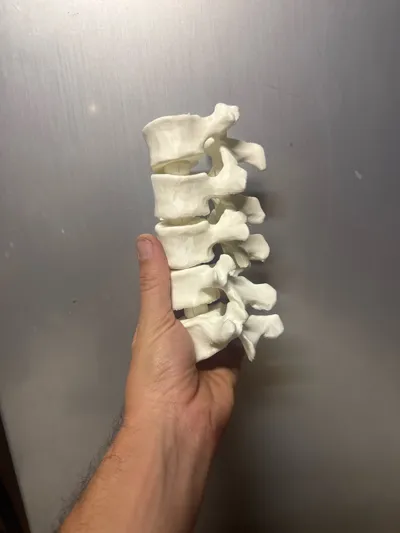 Articulating Lumbar Vertebrae Spine - Free 3D Print Model - MakerWorld