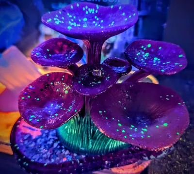 https://makerworld.bblmw.com/makerworld/model/1110937/1107822/ratings/24cace10-0734-11f0-a82e-3d3ea33558d4.jpg
