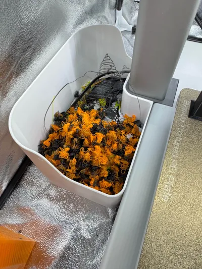 https://makerworld.bblmw.com/makerworld/model/1125765/1125047/ratings/473c4440-6e01-11f0-ae66-d594ea350754.jpg