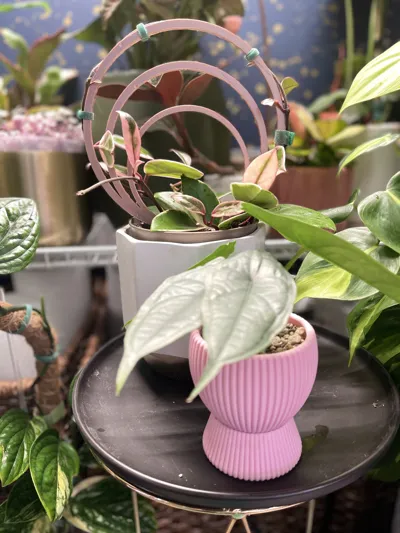 https://makerworld.bblmw.com/makerworld/model/1156499/1161693/ratings/59dd7f30-0531-11f0-9919-95f1e6697361.jpg