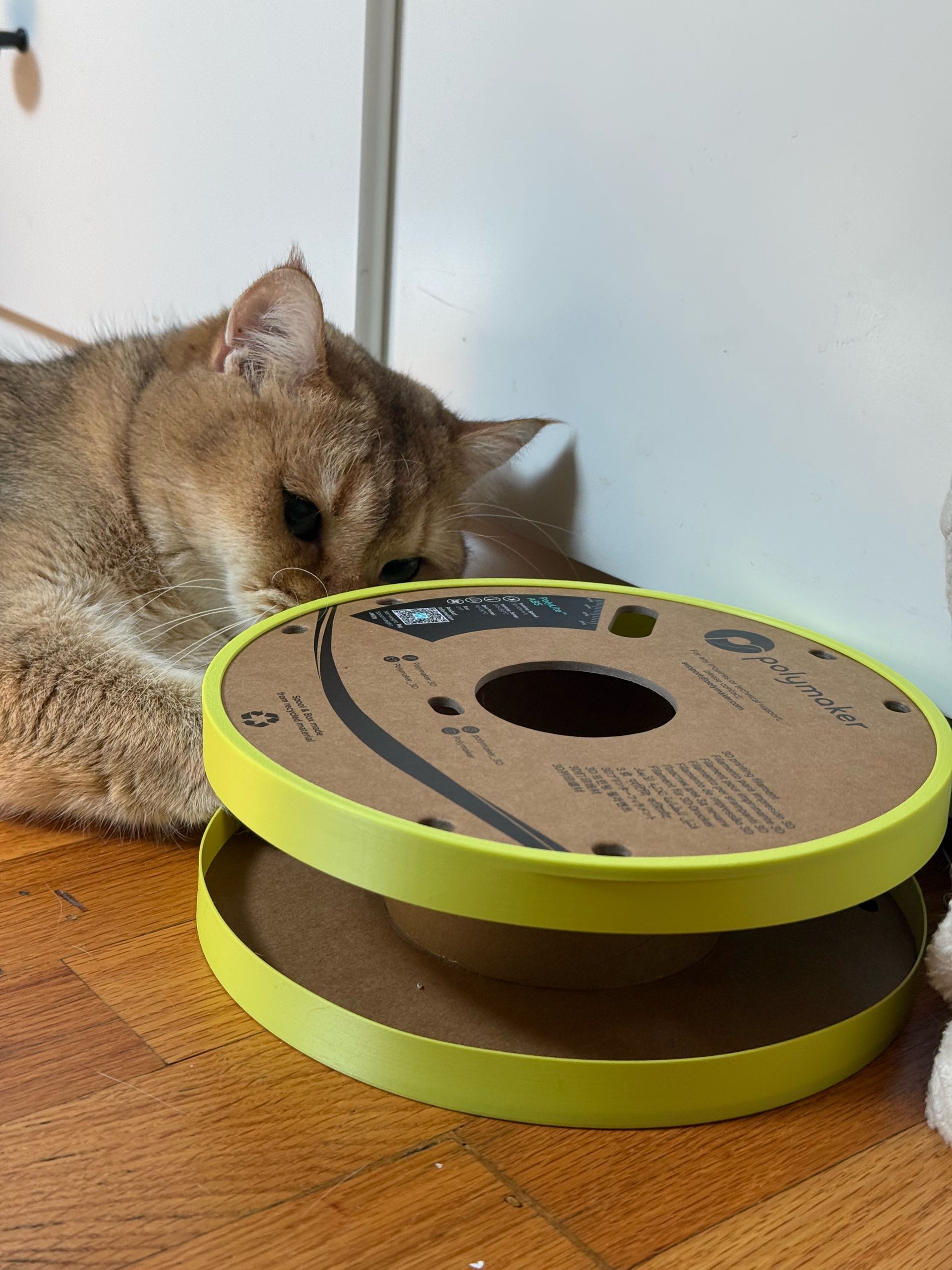 How to Make a Cat Toy Out of a Shoebox: Easy DIY Fun!