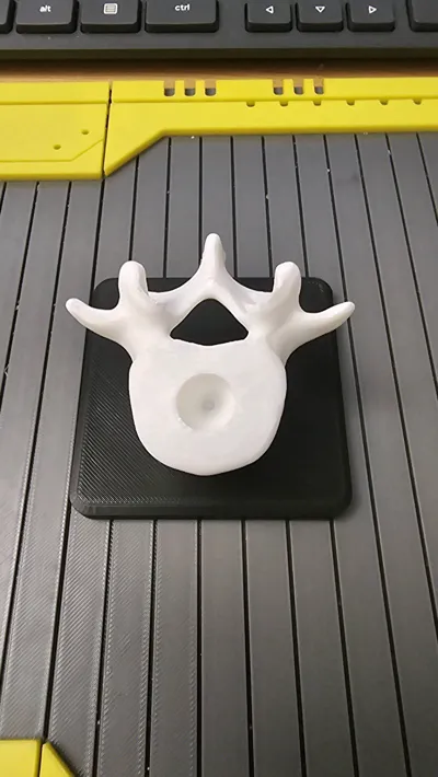 Vertebrae Pen Pencil Holder Remixed by BODY MECHANIC - MakerWorld