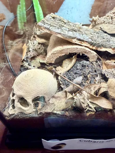 https://makerworld.bblmw.com/makerworld/model/1249285/1271473/ratings/b70257d0-f351-11f0-9f5e-4f6adf6ed240.jpg