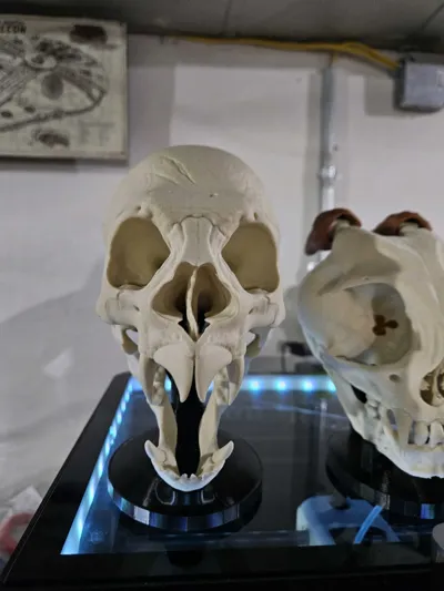 https://makerworld.bblmw.com/makerworld/model/1258328/1282199/ratings/9e16cd00-629c-11f0-87f8-ed06c39f0081.jpg