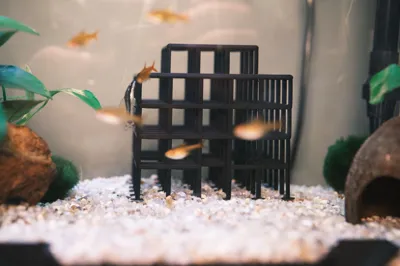 https://makerworld.bblmw.com/makerworld/model/1285481/1314465/ratings/d200acd0-f7bb-11f0-b262-6d5d7b687e83.jpg