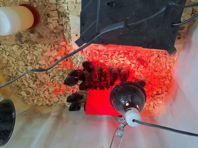 https://makerworld.bblmw.com/makerworld/model/1298218/1330070/ratings/91576f20-9cb7-11f0-8a2f-b19bf989f944.jpg