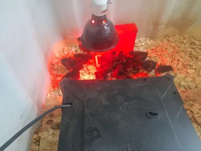 https://makerworld.bblmw.com/makerworld/model/1298218/1330070/ratings/91596af0-9cb7-11f0-8a2f-b19bf989f944.jpg