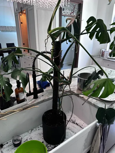 https://makerworld.bblmw.com/makerworld/model/1345352/1386756/ratings/4c40fff0-8b78-11f0-a39a-712aef64b36a.jpg