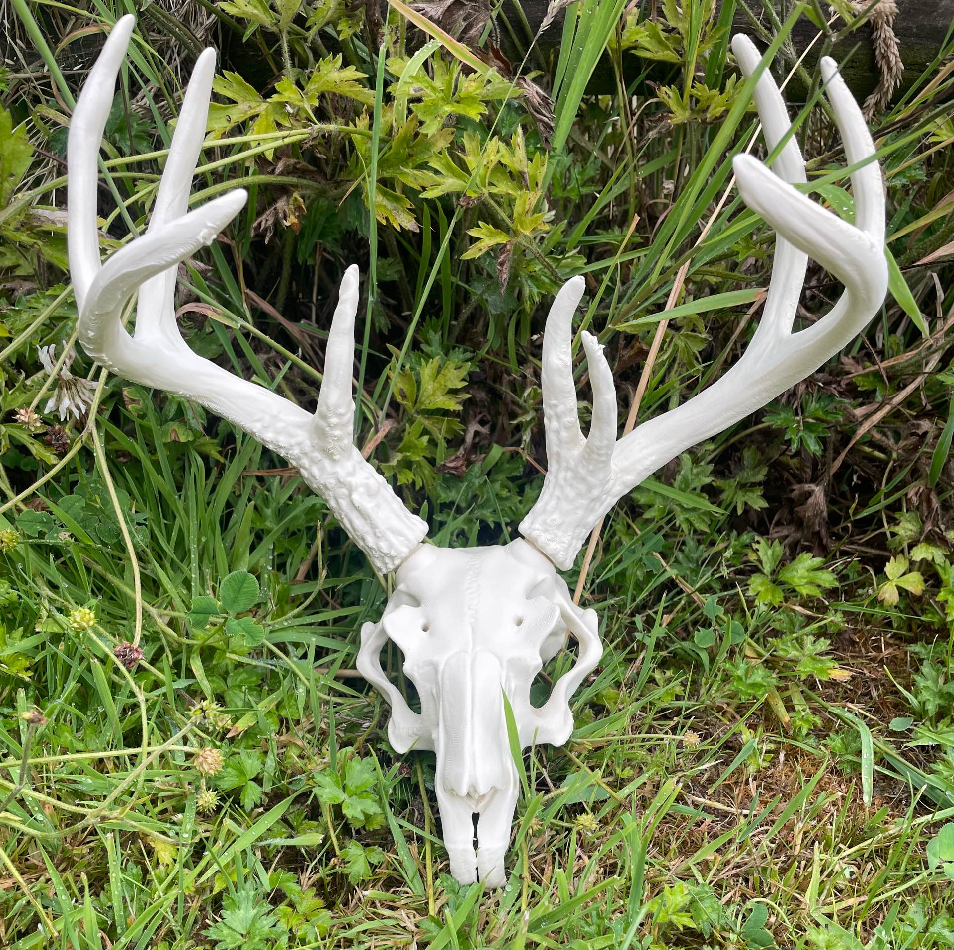 잭어로프 해골 - 실제 및 3D 프린팅 뿔 장식 - 무료 3D 프린트 모델 - MakerWorld, image size:1920x1912