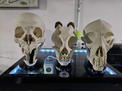 https://makerworld.bblmw.com/makerworld/model/1434955/1492671/ratings/5725bc70-635b-11f0-8ea0-dda208766b17.jpg