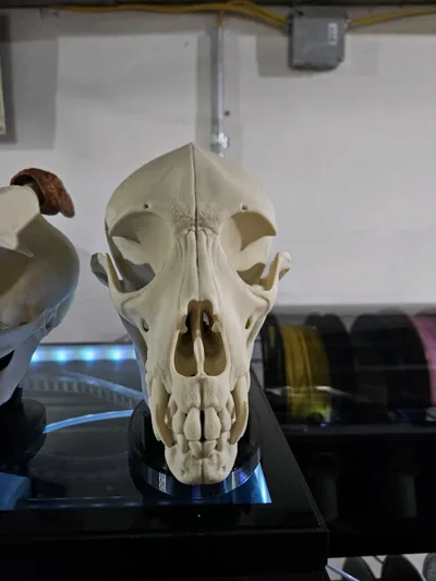 https://makerworld.bblmw.com/makerworld/model/1434955/1492671/ratings/572b3ab0-635b-11f0-8ea0-dda208766b17.jpg