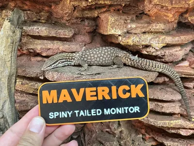 https://makerworld.bblmw.com/makerworld/model/1480215/1651893/ratings/e072f020-99d8-11f0-8d4d-2578d639e444.jpg