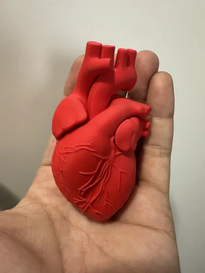 Human Heart by Luxe Creations - MakerWorld