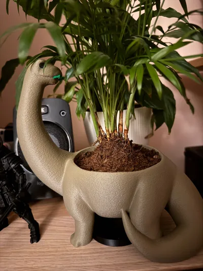 cylindrical snake plant African Spear Plant 'Sansevieria cylindrica' - Shop Online main image 0