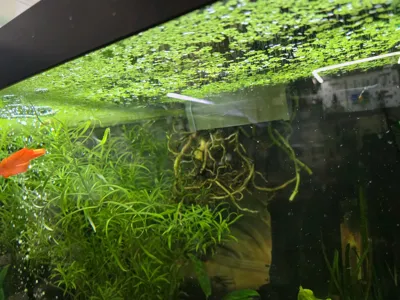 https://makerworld.bblmw.com/makerworld/model/1660177/1756137/ratings/5a560ec0-e5c6-11f0-8b69-2b4a1f74de59.jpg