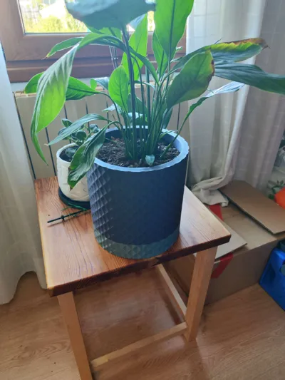 https://makerworld.bblmw.com/makerworld/model/169914/186597/ratings/f587d0d0-a21f-11f0-8758-2f594f617647.jpg