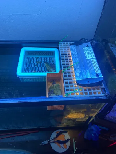 https://makerworld.bblmw.com/makerworld/model/1734629/1842832/ratings/3447a530-e8c4-11f0-a870-4d698d2e7ba8.jpg