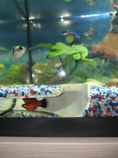 https://makerworld.bblmw.com/makerworld/model/180646/1012676/ratings/8d599830-4dd4-11f0-9a7c-af9f9d9500cb.jpg
