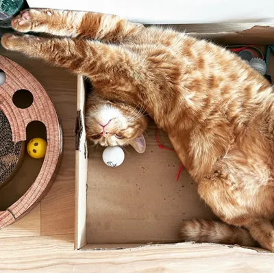 Cats