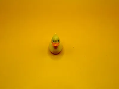 Ducks