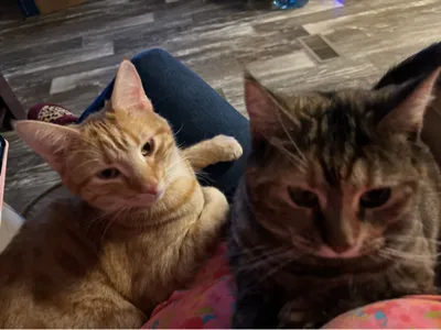 Cats