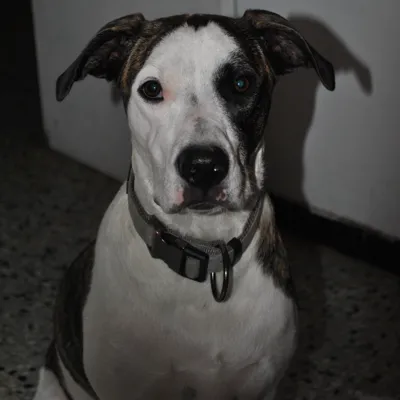 ruby