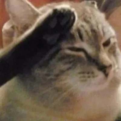 Chats