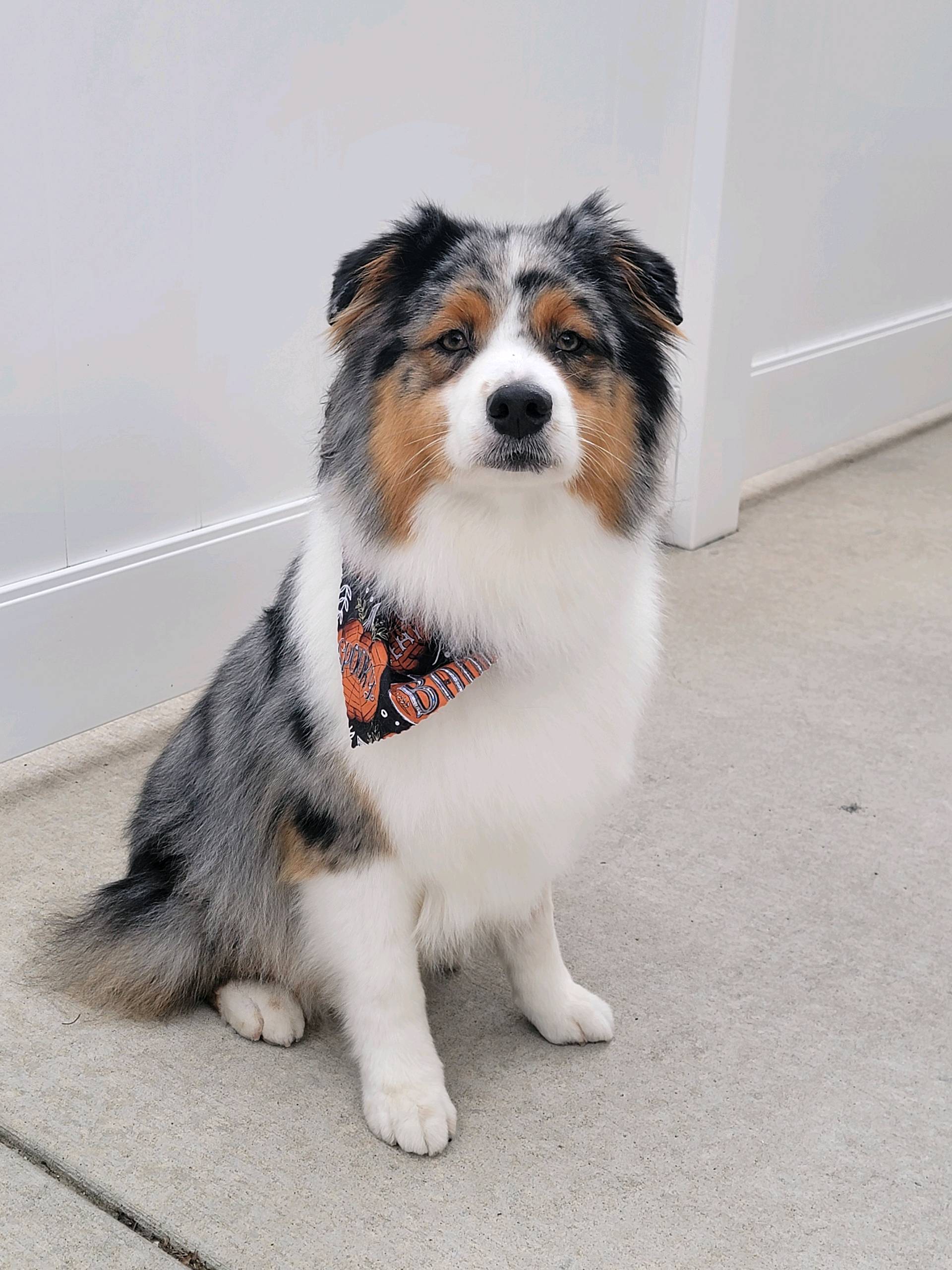 Berger australien flexible (multicolore) - Modèle d'Impression 3D Gratuit -  MakerWorld, image size:1920x2560