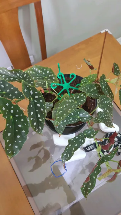 https://makerworld.bblmw.com/makerworld/model/382668/282807/ratings/621d2a80-befc-11f0-a48b-dfa710a65839.jpg