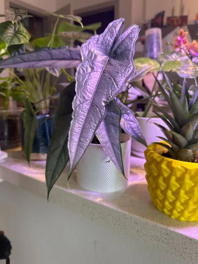 https://makerworld.bblmw.com/makerworld/model/410445/1683544/ratings/f6c2e1d0-b1d6-11f0-aeb7-83a5d0d4b384.jpg