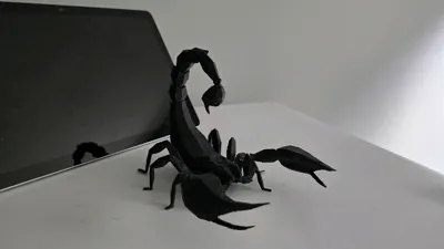 https://makerworld.bblmw.com/makerworld/model/426187/329978/ratings/d07b5380-ab97-11f0-bcf0-e1ab42624679.jpg