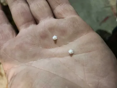 https://makerworld.bblmw.com/makerworld/model/429639/333988/ratings/316a14e0-0ec4-11f0-9e2f-f3b90d20f74d.jpg