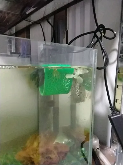 https://makerworld.bblmw.com/makerworld/model/447066/353656/ratings/142eeef0-74b8-11f0-8c5b-cb35904b3eee.jpg