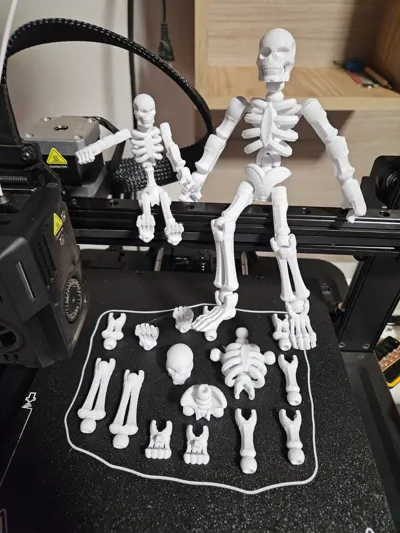 Skeleton by Precision 3-D MakerWorld: Download Free 3D Models