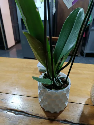 https://makerworld.bblmw.com/makerworld/model/497342/1554159/ratings/36f4c330-0183-11f1-91c0-f70cccd03949.jpg